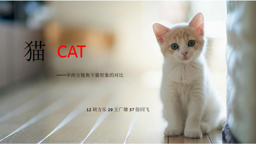 中西方人眼中的猫