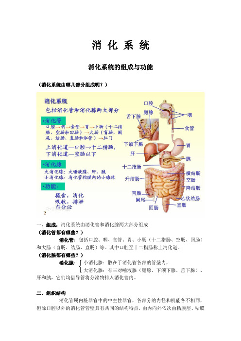 消化系统的组成