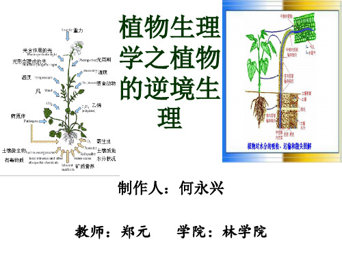 植物生理之逆境生理