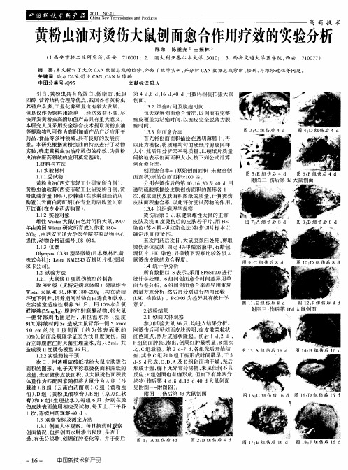 黄粉虫油对烫伤大鼠创面愈合作用疗效的实验分析