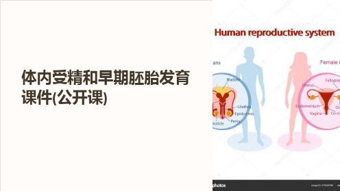 体内受精和早期胚胎发育课件(公开课)