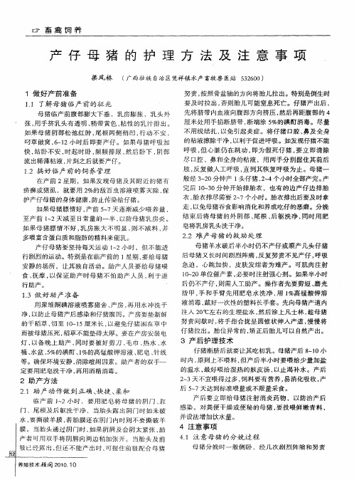 产仔母猪的护理方法及注意事项