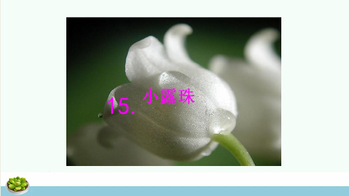 三年级语文上册第5单元15小露珠第2课时课件苏教版ppt课件