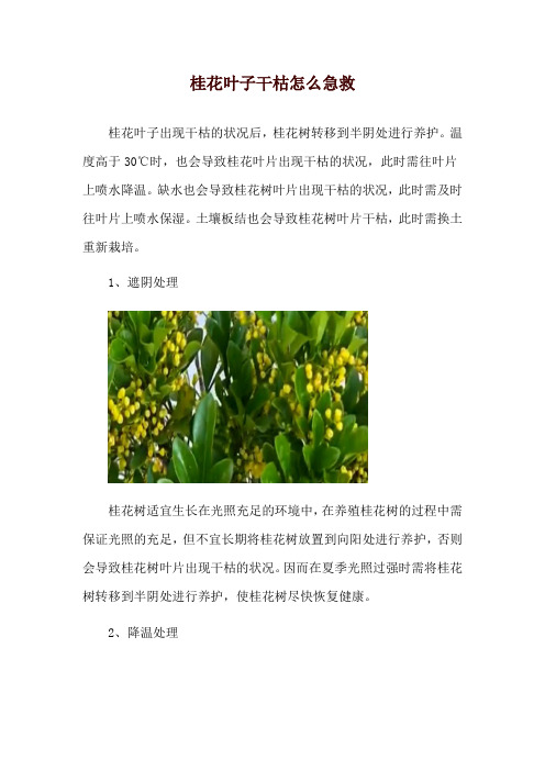 桂花叶子干枯怎么急救