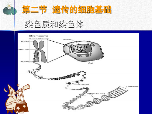 遗传的细胞基础PPT.