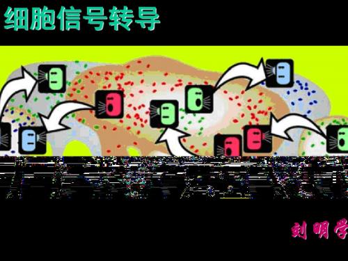 细胞信号转导ppt