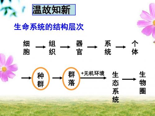 4.2种群的特征
