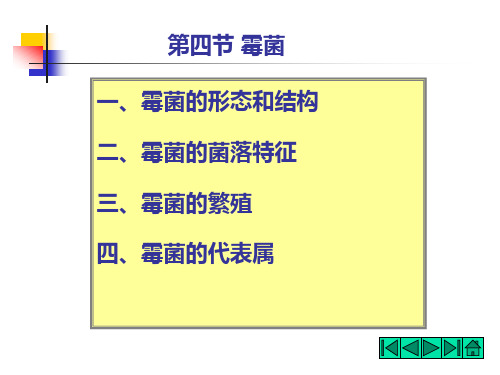 霉菌的形态和结构