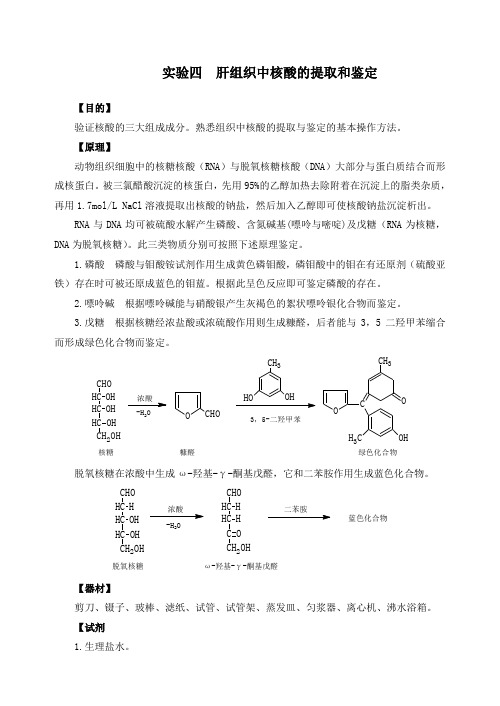 试验四肝组织中核酸的提取和鉴定