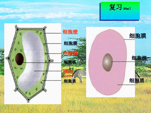 七年级生物上册第四节细胞的生活