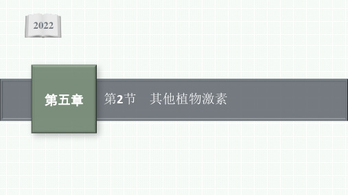 高中生物新人教版选择性必修1其他植物激素(24张)课件