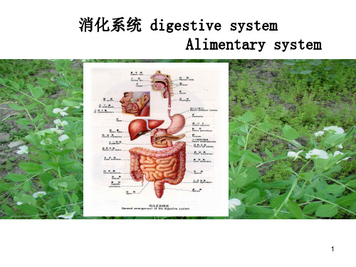 人体解剖学PPT：消化系统