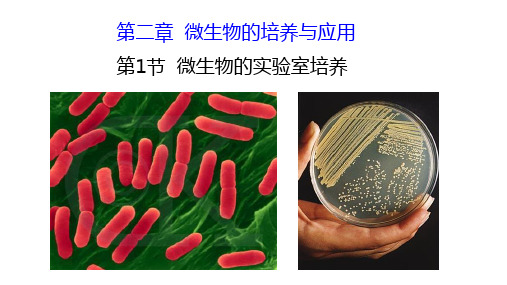 人教版生物选修一第二章第一节-微生物的实验室培养