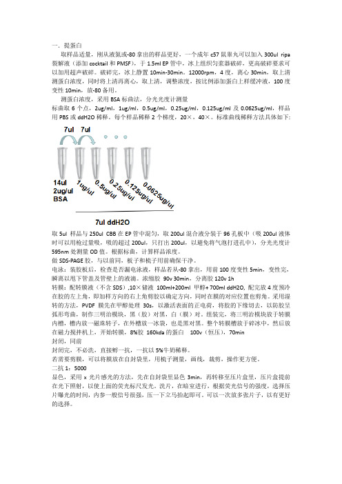 蛋白免疫印迹-Western Blot