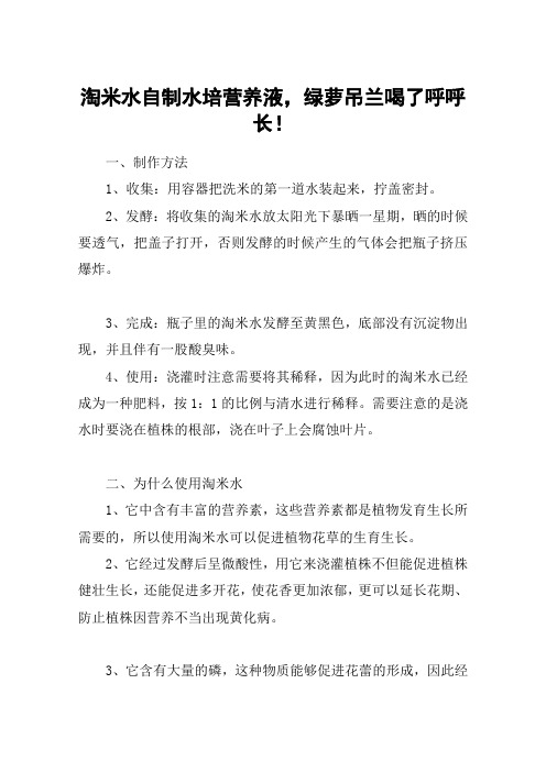 淘米水自制水培营养液,绿萝吊兰喝了呼呼长!