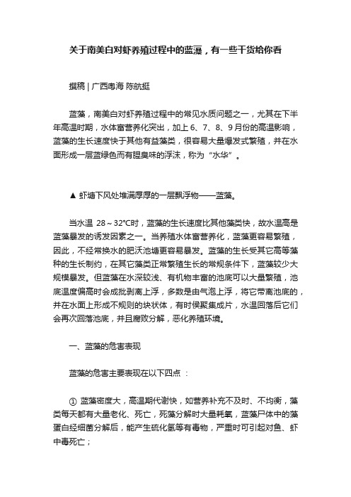 关于南美白对虾养殖过程中的蓝藻，有一些干货给你看