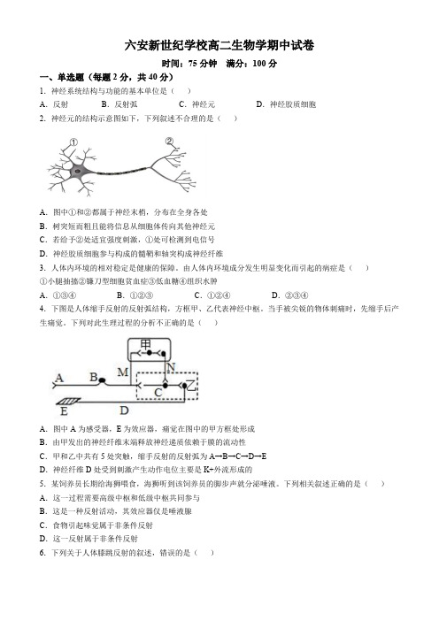 安徽省六安市裕安区六安新世纪学校2024-2025学年高二上学期11月期中生物试题(含答案)