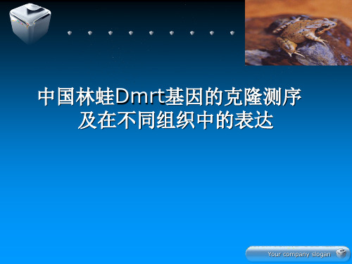 Dmrt基因