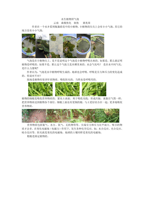 水生植物冒气泡