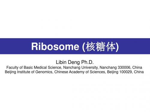 Chapter 6 Ribosome.d