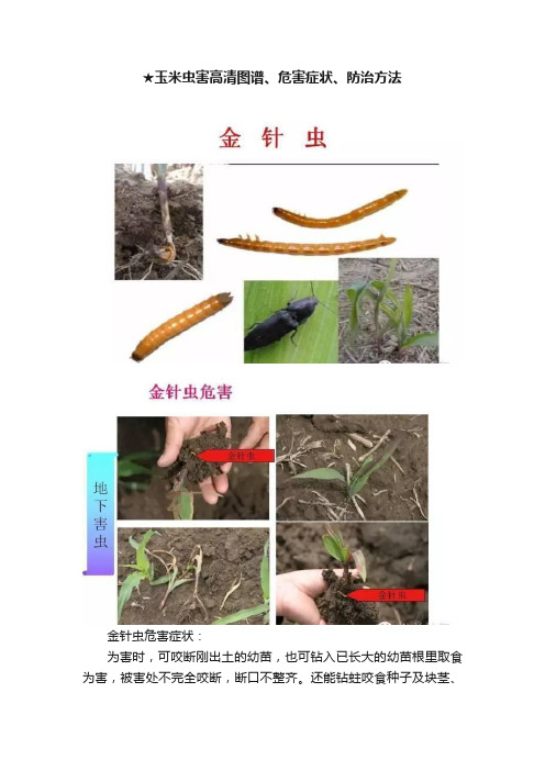 ★玉米虫害高清图谱、危害症状、防治方法