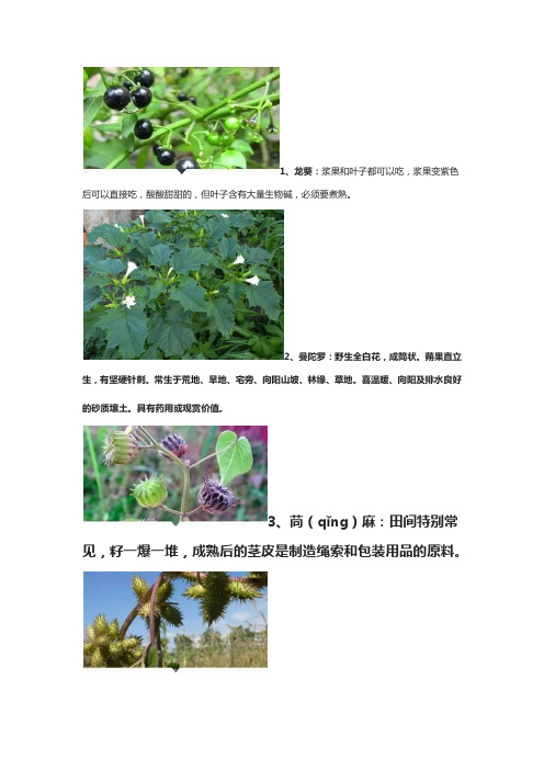 常见植物大全