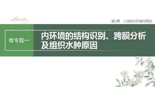 高三生物一轮复习课件微专题一内环境的结构识别跨膜分析及组织水肿原因