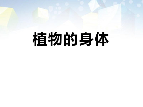 《植物的身体》植物的生长2 图文