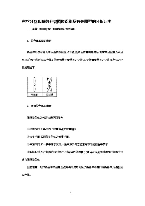 高中生物有丝分裂和减数分裂图解