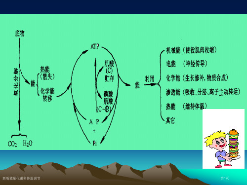 新版能量代谢和体温调节