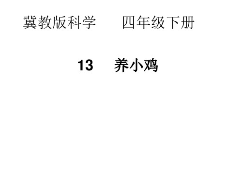 四年级下科学优秀课件-13养小鸡  ｜冀教版  (15页PPT)