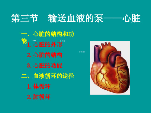 人教版生物七下4.3输送血液的泵——心脏