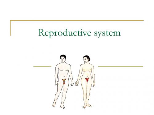 Reproductive System(生殖系统)