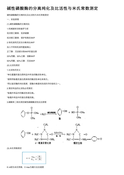 碱性磷酸酶的分离纯化及比活性与米氏常数测定