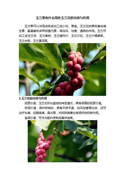 玉兰果有什么用处玉兰花的功效与作用