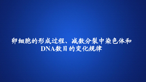 高中生物课件《卵细胞的形成过程、减数分裂中染色体和DNA数目的变化规律》