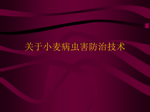 关于小麦病虫害防治技术课件