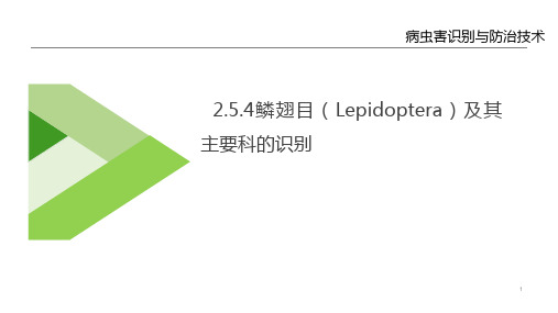 农业昆虫识别技术—农业昆虫主要类群的识别