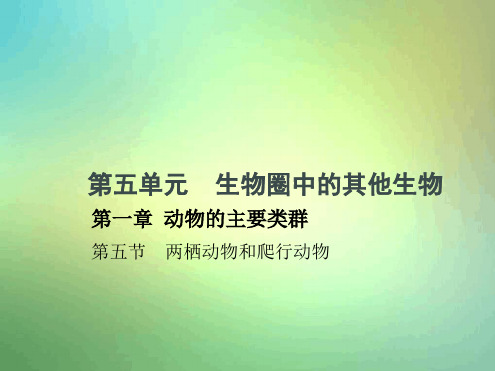 八年级生物上册515两栖动物和爬行动物课件新版新人教版