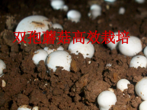 双孢菇高效栽培技术