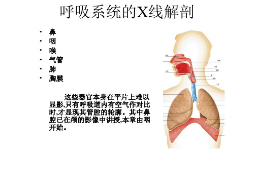 【影像诊断课件】呼吸系统的X线解剖