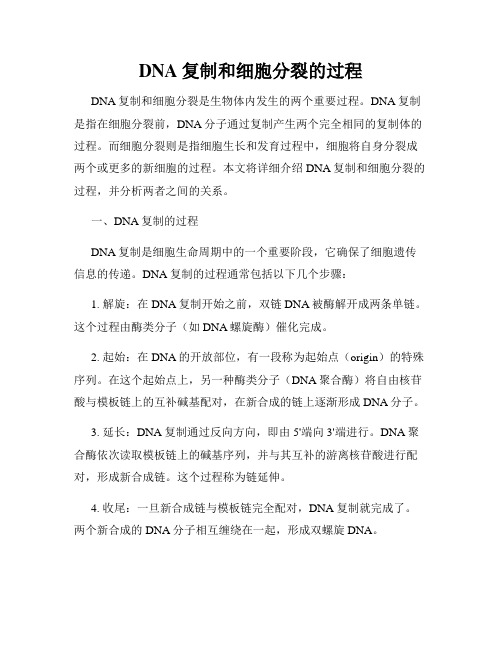 DNA复制和细胞分裂的过程