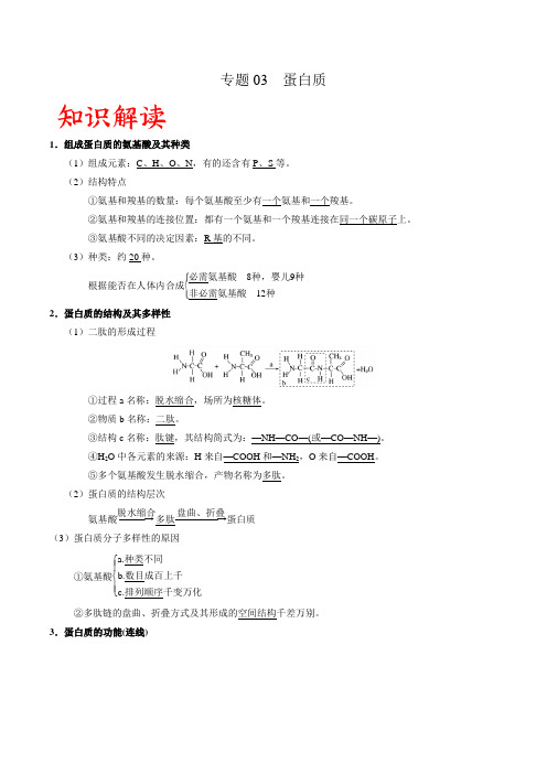 专题03 蛋白质(原卷版)