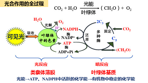 光合作用的原理和应用课件-高一上学期生物人教版(2019)必修一