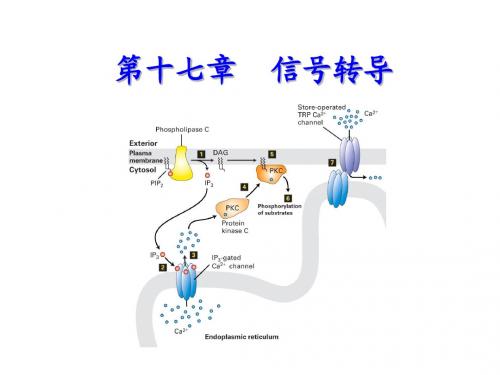 信号转导