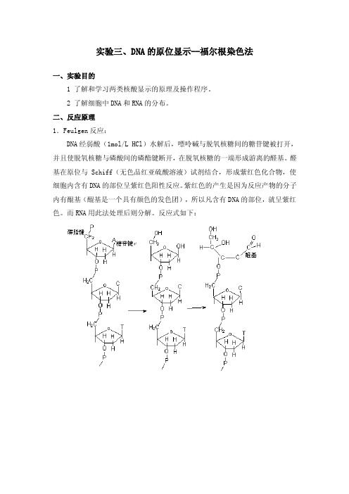 实验三、DNA的原位显示--福尔根染色法