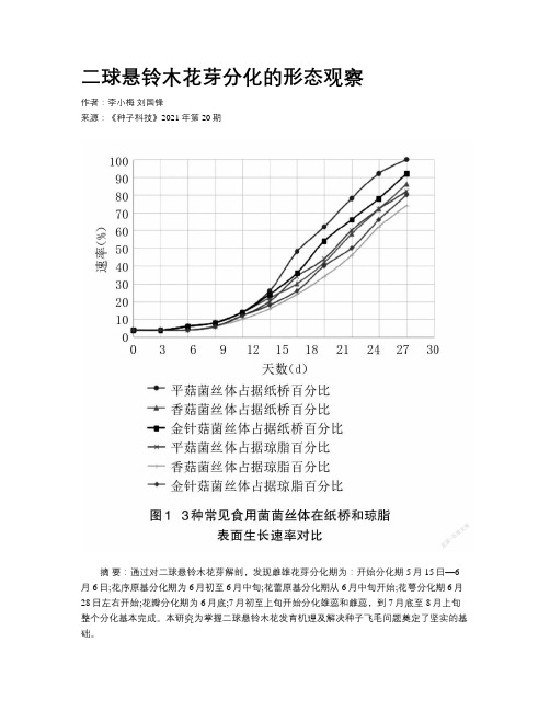 二球悬铃木花芽分化的形态观察