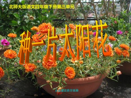 【种一片太阳花(北师大版下册)PPT课件1