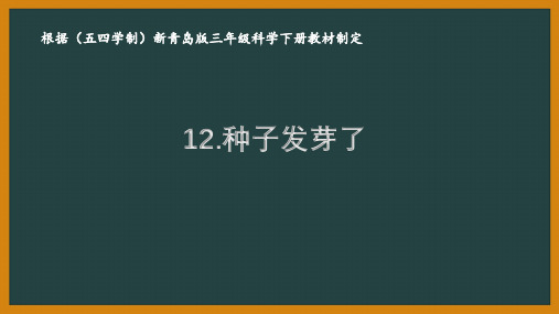 五四制青岛版三年级科学下册第四单元《植物的生长》全部课件(共5课时)