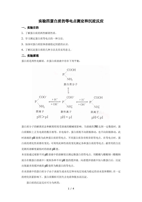 实验四  蛋白质等电点测定和沉淀反应